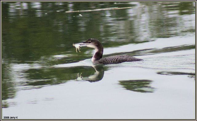 Common Loon